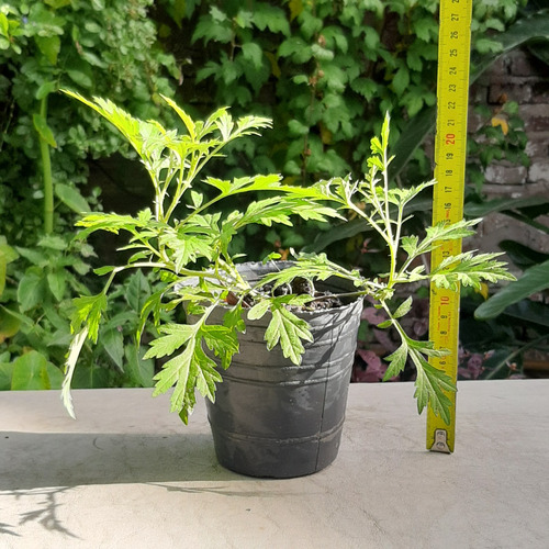 Imagen 3 de 6 de Ajenjo Planta Aromática Raíces Arcoiris Moron Caba