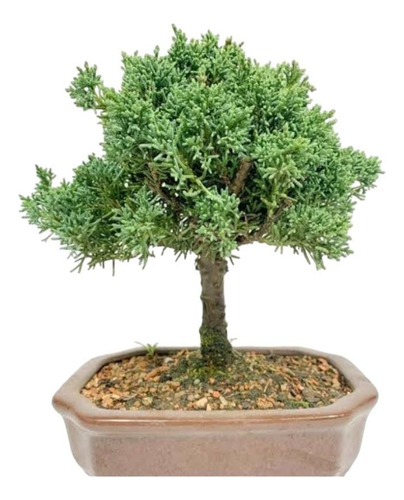 Bonsai De Shimpaku Com 8 Anos Com Vaso E Fertilizada ...