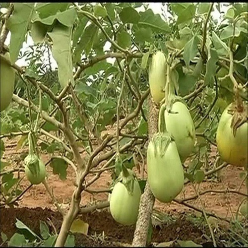 Jaíba Jiló gigante 10 g = 1,900 semillas aproximadas