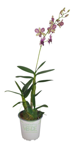 Orquidea Dendrobium