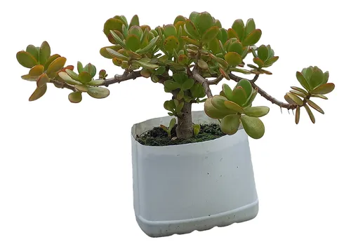 comprar Arbol De Jade - Crassula Ovata