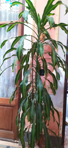 Planta Enorme De Interior