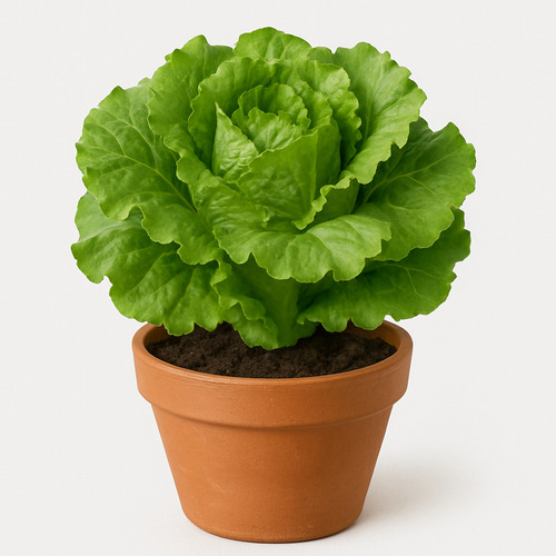 Semillas De Lechuga 0.5 Gr Verde Vita