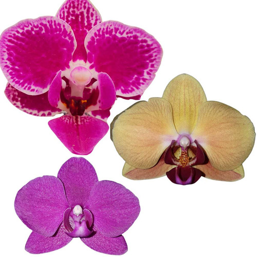Kit 2 Mudas De Orquideas Phalaenopsis Cor Mista Surpresa