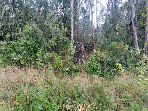 Campo Forestal Con Eucaliptos, De 67 Hás En Reumén, Paillaco