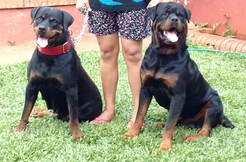 Cachorros Rottwailer En350
