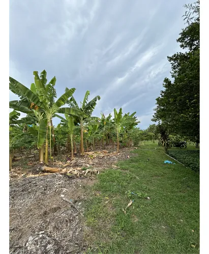 Se Vende Lote En Montenegro - Quindio