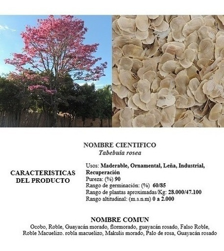 Imagen 2 de 2 de Semillas De Guayacan Morado Por 50 Unidad