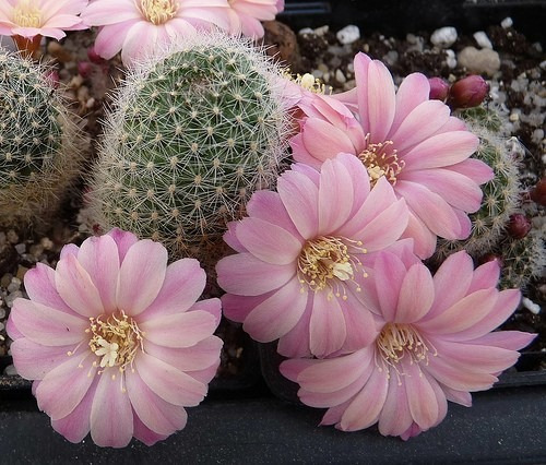 Cactus Flor Crasas Tunas Suculentas Rebutia San Color