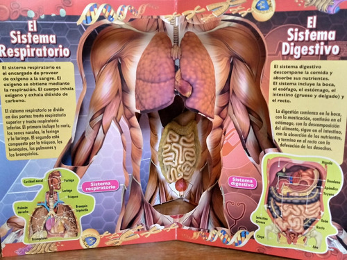El Cuerpo Humano. Explorando En 3d. (libro Infantil)
