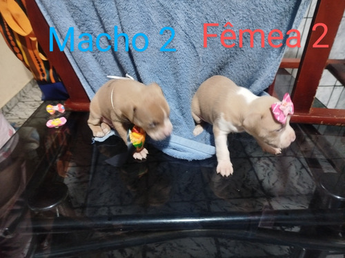 Filhotes De Bully Stander