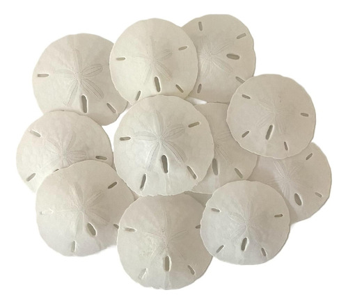 Tumbler Home White Sand Dollars 2 To 2.25 Set Of 12 - Weddin