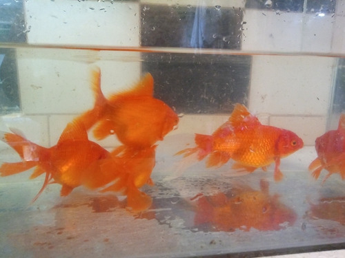Golfish 13 Cm Peces Agua Fria Directo Criadero