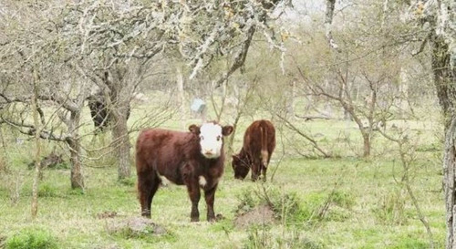 Imagen 5 de 6 de Se Vende 20 Hectáreas En Costa Uruguay Sur , Gualeguaychu