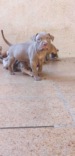 Filhotes De Pit Monster