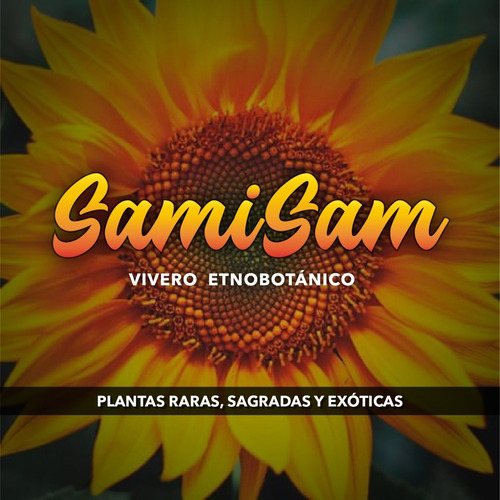 Datura Ferox - Chamico - Cultivos Organicos
