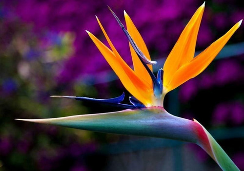 Semillas Flor Del Pájaro Ave Del Paraíso Strelitzia Reginae | Cuotas sin  interés