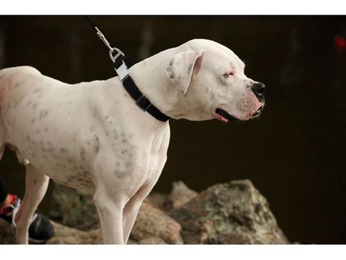 Collar Para Perros Lona Road Style Hook