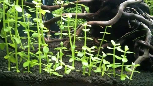 Bacopa Monnieri Planta Acuática 