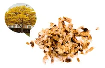 Comprar Lapacho Tabebuia Semillas Recién Recolectadas