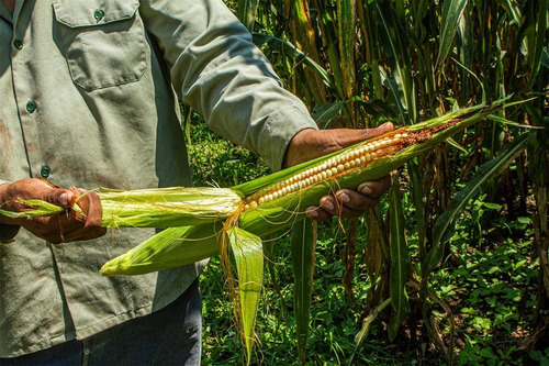 10 Kg De Semillas De Maiz Gigante De 1°