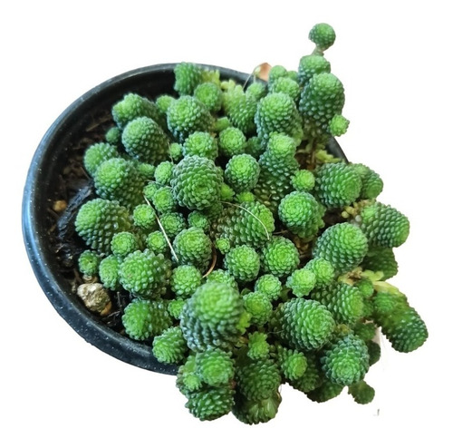 Monanthes Polyphylla Suculenta Exotica + Semillas Mix