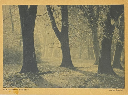 Antigua Postal, Circa 1900, Bosque Otoño Foto, Alemania 3p46