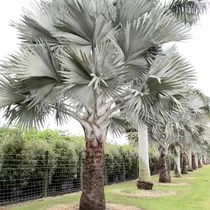 Comprar Yegaol Semillas De Palma Bismarckia Nobilis De Bajo Mantenim