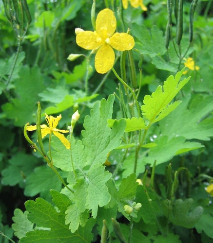 Semillas De Celidonia ( Chellidonium Majus)