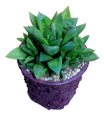 Maceta Suculenta Haworthia Cymbiformis