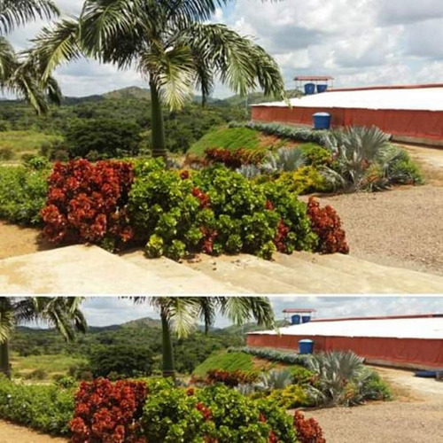 Venta De Finca Productiva En San Juan De Los Morros, Guarico - Inmobiliaria Maggi 501.