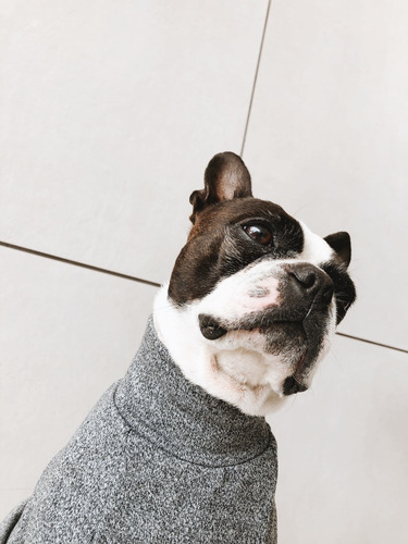 Imagen 2 de 4 de Saco Cuello Tortuga Para Perro