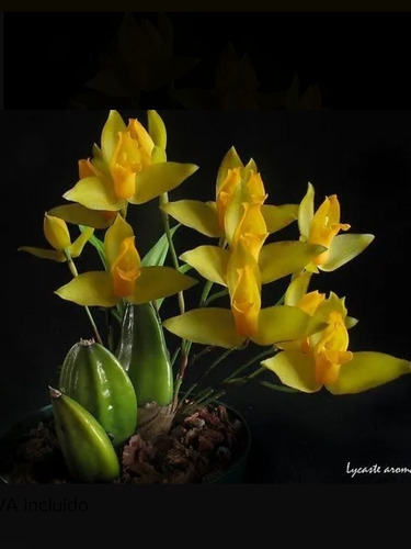 Lycaste Y Maxillaria Con Envío 
