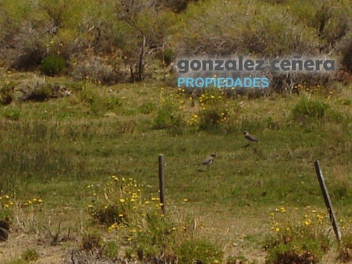 Venta Campo Ingeniero Jacobacci