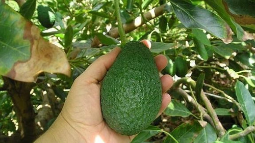 Corrida Financiera - Produccion Y Venta De Aguacate Hass