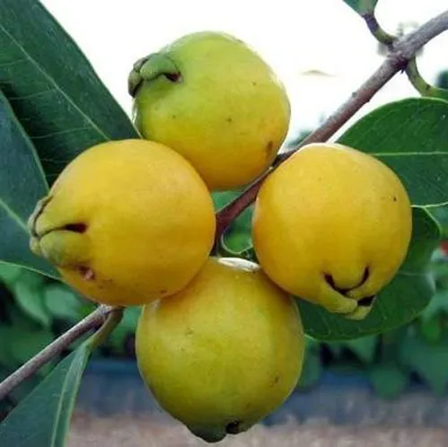 Lindas Mudas De Araçá Amarelo, Breve Produção Gardenmg
