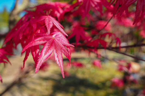 Acer Deshojo, Acer Colección 5lts