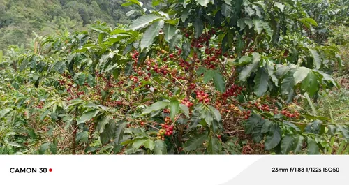 Venta De Finca Agropecuaria En La Martinica, Ibagué