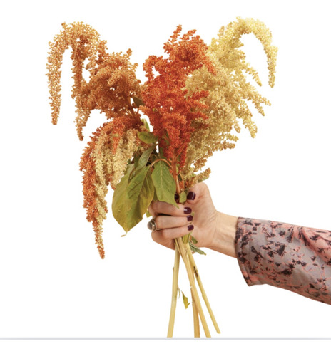 Semillas Orgánicas Flores De Amaranto Anaranjado