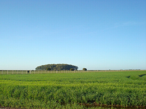 Venta Campo Agricola Ganadero Treinta Y Tres