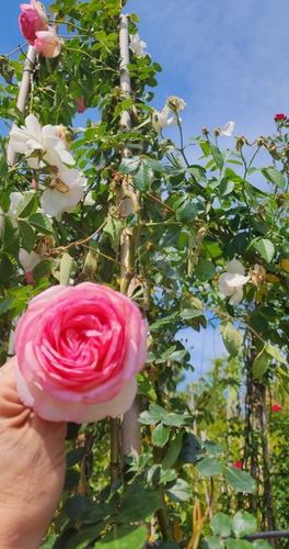 Rosa Pierre Ronsard Enredadera Trepadora 2m Premium Delviso