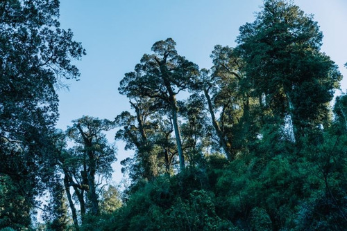 Exclusivo Macrolote De 22,54 Has En Reserva Calfuco