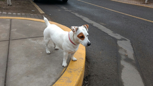 Auténticos Cachorros Jack Russell Criadero Juaquinmdc