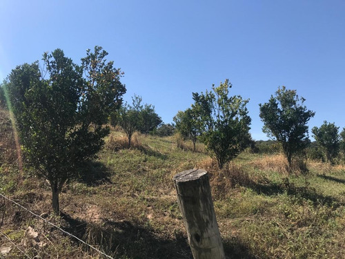 Imagem 15 de 15 de Fazenda Para Venda Em Crucilândia, Braúna, 3 Dormitórios, 1 Suíte, 1 Banheiro - F18_1-1925642