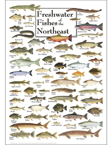 Póster De Peces De Agua Dulce Del Noreste