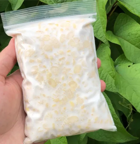 Tempeh Hongo Comestible Rhizopus Oligosporus Proteina Vegana