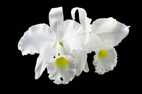 Orquídea Cattleya Trianae Concolor X Alba ( Foto Alba ) | Parcelamento sem  juros