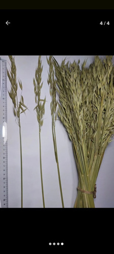 Espigas De Avena