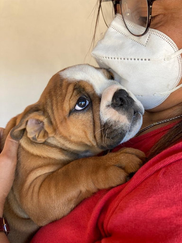 Bulldog Ingles Cachorros