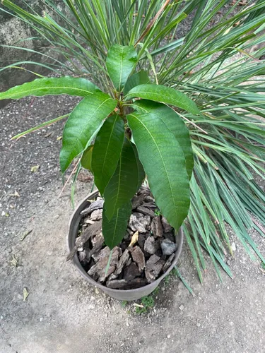Planta O Mata De Mango